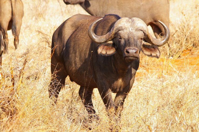 buffalo, africa, safari-1682061.jpg